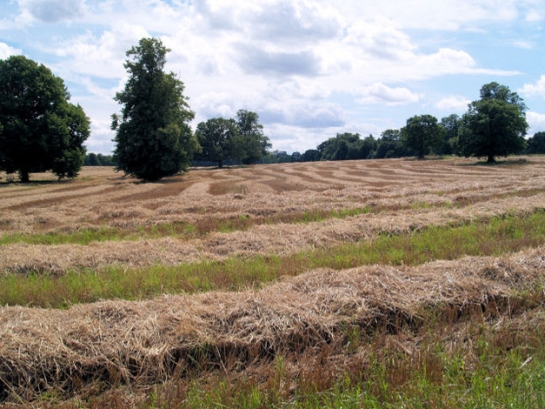 Figure 2: Part of Brodsworth Park converted to arable production in the 20th century but retaining specimen trees planted for ornamental purposes