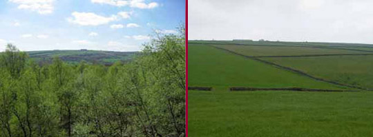 Left: Redmires Wood; Right: Parliamentary Enclosure fields on former Thurlstone Common